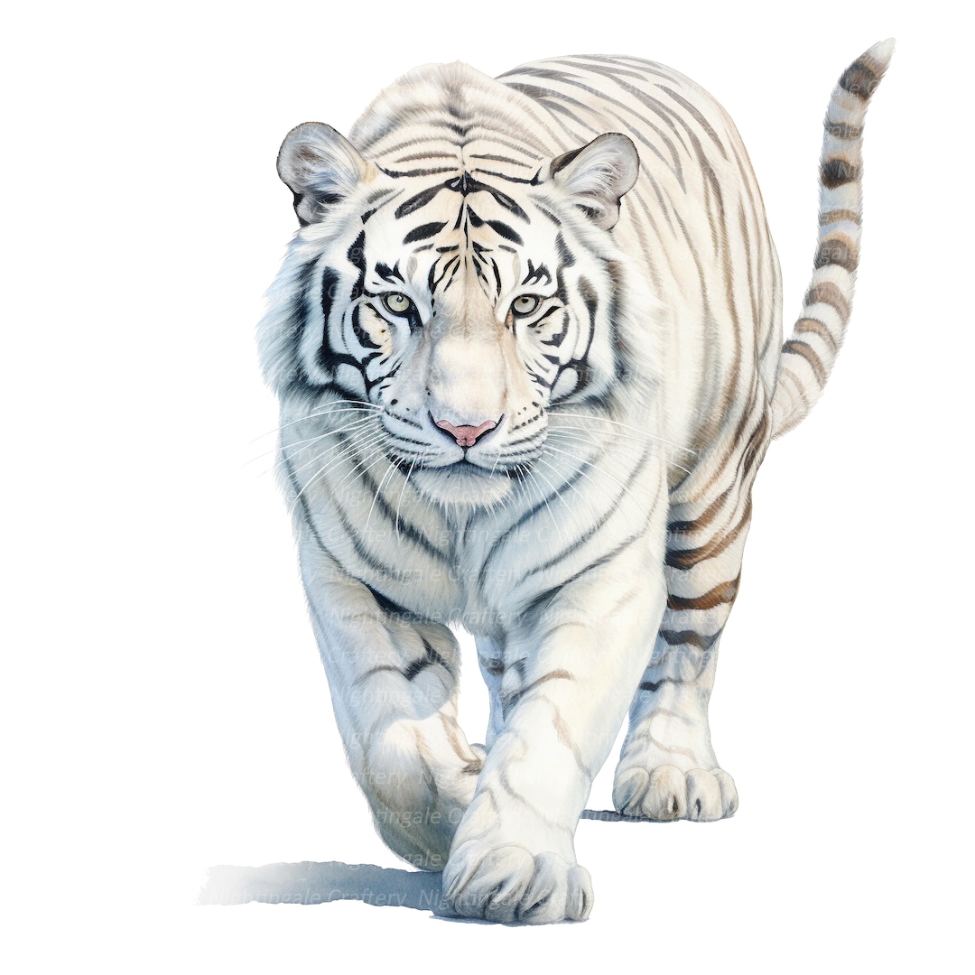 10 White Tiger Clipart, Watercolor Tiger, Printable Watercolor Clipart ...