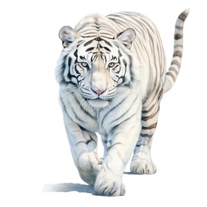 10 witte tijger clipart, aquarel tijger, afdrukbare aquarel clipart, hoge kwaliteit jpg's, digitale download, hoge resolutie, papierkunst