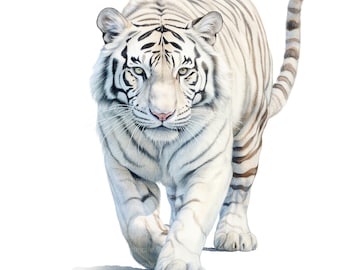 10 witte tijger clipart, aquarel tijger, afdrukbare aquarel clipart, hoge kwaliteit jpg's, digitale download, hoge resolutie, papierkunst