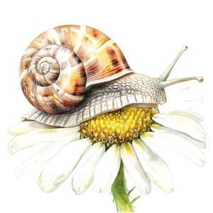 Puede incluir: Un caracol marr&oacute;n y amarillo con una concha en espiral se arrastra sobre una margarita blanca con un centro amarillo.