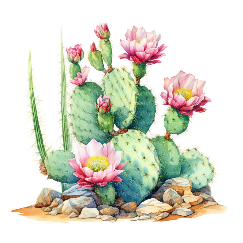 14 Cactus in Desert Clipart Blooming Cactus Printable - Etsy
