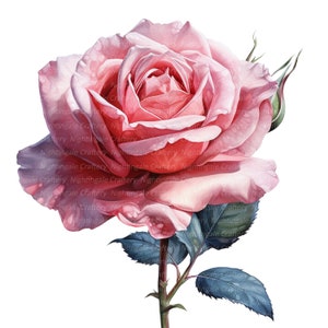 8 PNG Pink Rose Clipart, Adorable Rose, Printable Watercolor clipart, Digital download, High resolution Images, Paper craft, junk journals