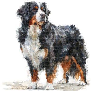 12 Berner Sennenhund Clipart, Berner Hund Druck, druckbare Aquarell Clipart, hochwertige JPGs, digitaler Download, Papiermodell, Journale