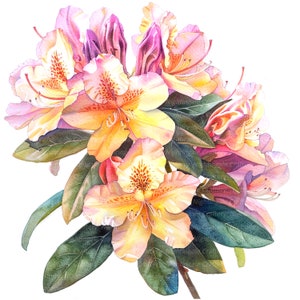 12 Rhododendron Clipart, Rhododendron Blossoms, Printable Watercolor clipart, High Quality JPG/PNGs, Digital download, Paper craft, journals