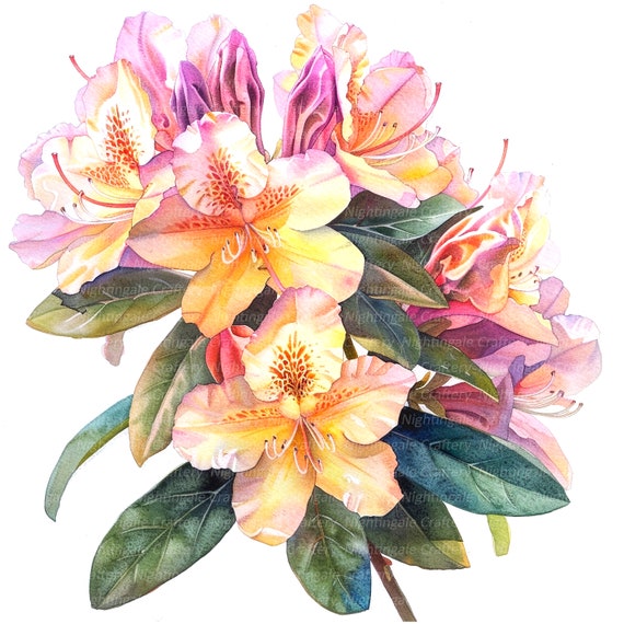 ツツジのクリップアート12点、ツツジの花、印刷可能な水彩クリップ