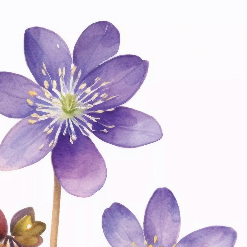 Hepatica nobilis, liverwort, purple hepatica print, anemone watercolor, Digital print, Hepatica illustration, floral print, Flowers Decor image 4