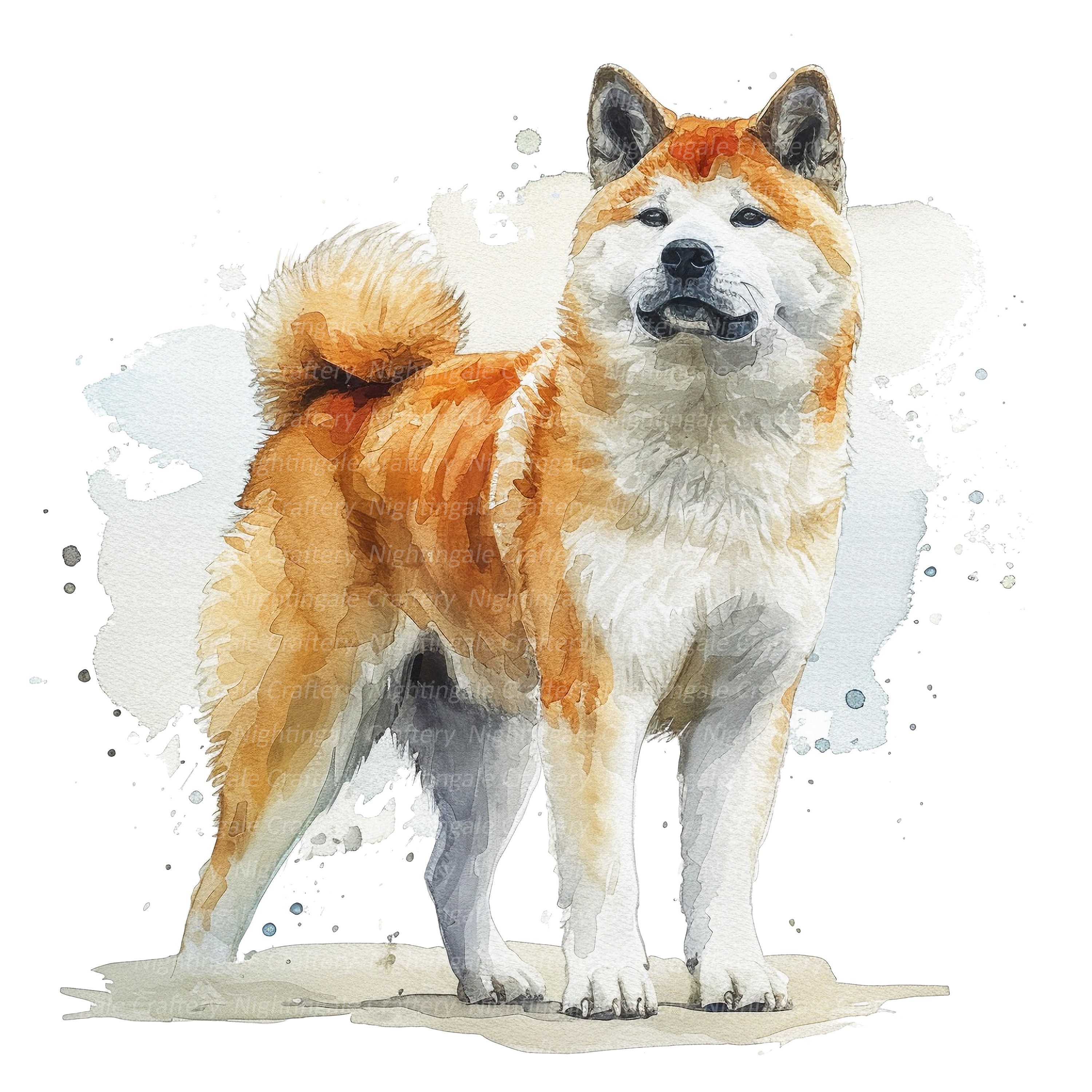 11 秋田犬のクリップアート、水彩の秋田犬、印刷可能な水彩