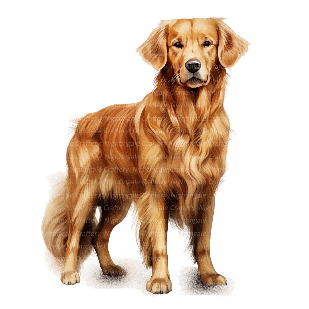 8 Golden Retriever Clipart, Printable Watercolor Clipart, High Quality ...