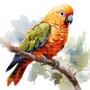 12 Conure Clipart, Loro, Imágenes Prediseñadas de acuarela imprimible, 14 JPG de alta calidad, Descarga digital, Artesanía en papel, diarios basura