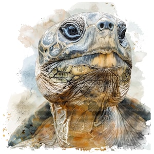 10 imágenes prediseñadas de tortugas antiguas, tortugas vintage, imágenes prediseñadas de acuarela imprimibles, archivos JPG/PNG de alta calidad, descarga digital, manualidades de papel, diario basura