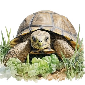 以下が含まれることがあります： 茶色と黄色の模様のある甲羅を持つ亀が緑の草の中に座っています。亀はカメラに向かってまっすぐ見ています。