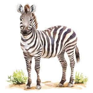 10 Zebra Clipart, Aquarell Zebra, druckbare Aquarell Clipart, hochwertige JPGs, digitaler Download, hohe Auflösung, Papierhandwerk