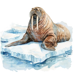 10 Walrus Clipart, Walrus Iceberg, Printable Watercolor clipart, High Quality JPGs, Digital download, Paper crafts, Walrus Sublimation