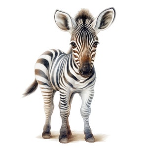 8 Zebra Baby Clipart, Zebra for Nursery, Printable Watercolor Clipart ...