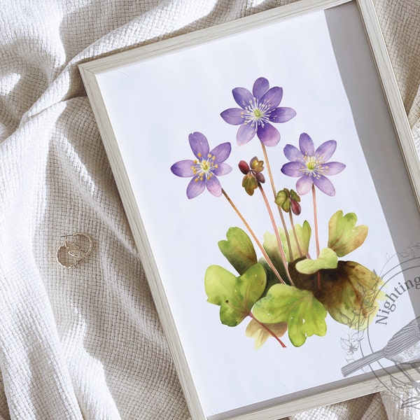 Hepatica nobilis, liverwort, purple hepatica print, anemone watercolor, Digital print, Hepatica illustration, floral print, Flowers Decor