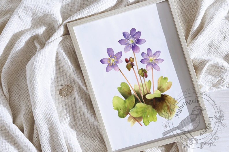 Hepatica nobilis, liverwort, purple hepatica print, anemone watercolor, Digital print, Hepatica illustration, floral print, Flowers Decor image 1