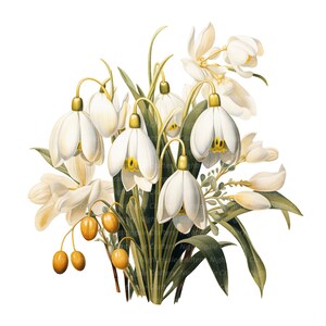 10 Snowdrop Clipart, Spring Flowers, Printable Watercolor clipart, High Quality JPGs, Digital download, Paper craft, junk journals