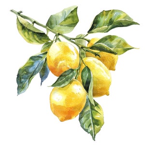 May include: A watercolor painting of a branch of a lemon tree with five ripe lemons. The lemons are yellow and have a glossy finish. The leaves are green and have a textured surface.