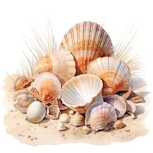 May include: A collection of seashells in various shapes and sizes, including scallop shells, cone shells, and oyster shells, arranged on a sandy surface with dried grass.