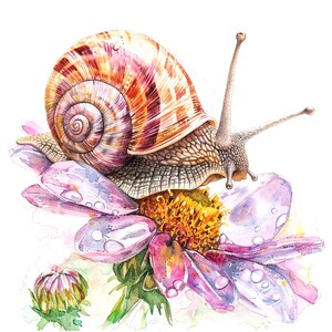 Puede incluir: Una pintura de acuarela de un caracol arrastr&aacute;ndose sobre una flor rosa con centro amarillo. El caracol tiene una concha marr&oacute;n con rayas naranjas y rojas. La flor tiene gotas de agua en sus p&eacute;talos.