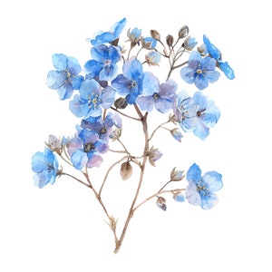 10 cliparts séchés de myosotis, myosotis, clipart aquarelle imprimable, fichiers JPG de haute qualité, téléchargement numérique, créations en papier, journaux indésirables