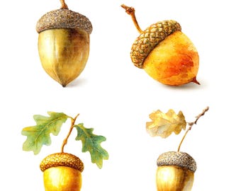 13 gyllene ekollon clipart, höst clipart, utskrivbara akvarell clipart, högkvalitativa JPG-bilder, digital nedladdning, papperspyssel, skräpjournaler