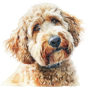 10 goldendoodle clipart, aquarel goldendoodle, afdrukbare aquarel clipart, hoge kwaliteit jpg's, digitale download, papercraft, journaling