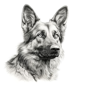 German Shepherd Clipart, Line Art Clipart, Printable Watercolor clipart, 10 High Quality JPGs, Digital download, Paper craft, junk journals