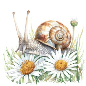12 Imágenes prediseñadas de flores de caracol, Ilustración de caracol, Imágenes prediseñadas de acuarela imprimibles, JPG de alta calidad, Descarga digital, Impresión de vivero, Artesanías de papel