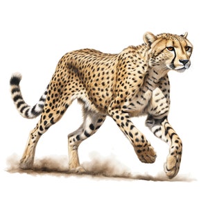 12 Cheetah clipart, aquarel Cheetah, afdrukbare aquarel clipart, hoge kwaliteit PNG/JPGs, Digitale download, Hoge resolutie, Papercraft