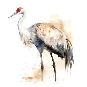 10 Clipart oiseau grue, Gruidae Clipart, clipart aquarelle imprimable, JPG/PNG de haute qualité, téléchargement numérique, créations en papier, journaux indésirables