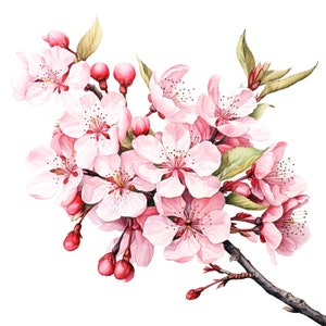 10 Clipart di rami di ciliegio giapponese, Sakura in fiore, Clipart di acquerelli stampabili, PNG di alta qualità, Download digitale, Carta artigianale
