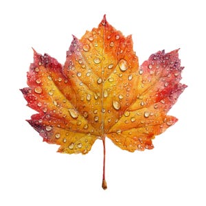 May include: A watercolor painting of a maple leaf in autumn colors. The leaf is primarily yellow and orange, with red edges. Water droplets cover the leaf's surface, reflecting light. The leaf is set against a white background.