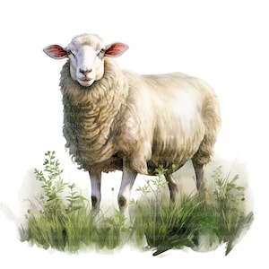 May include: A white sheep with a fluffy coat stands in a field of green grass. The sheep has a pink nose and ears, and its eyes are looking directly at the viewer.