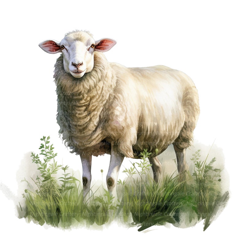 May include: A white sheep with a fluffy coat stands in a field of green grass. The sheep has a pink nose and ears, and its eyes are looking directly at the viewer.