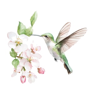 May include: A watercolor painting of a hummingbird with green and brown feathers, hovering near a branch of pink apple blossoms.