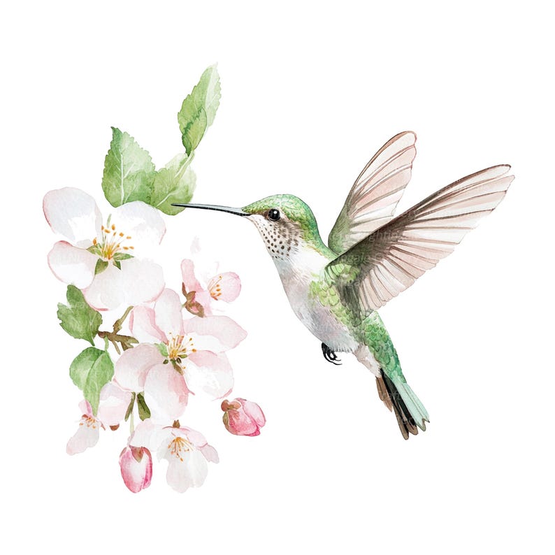 May include: A watercolor painting of a hummingbird with green and brown feathers, hovering near a branch of pink apple blossoms.
