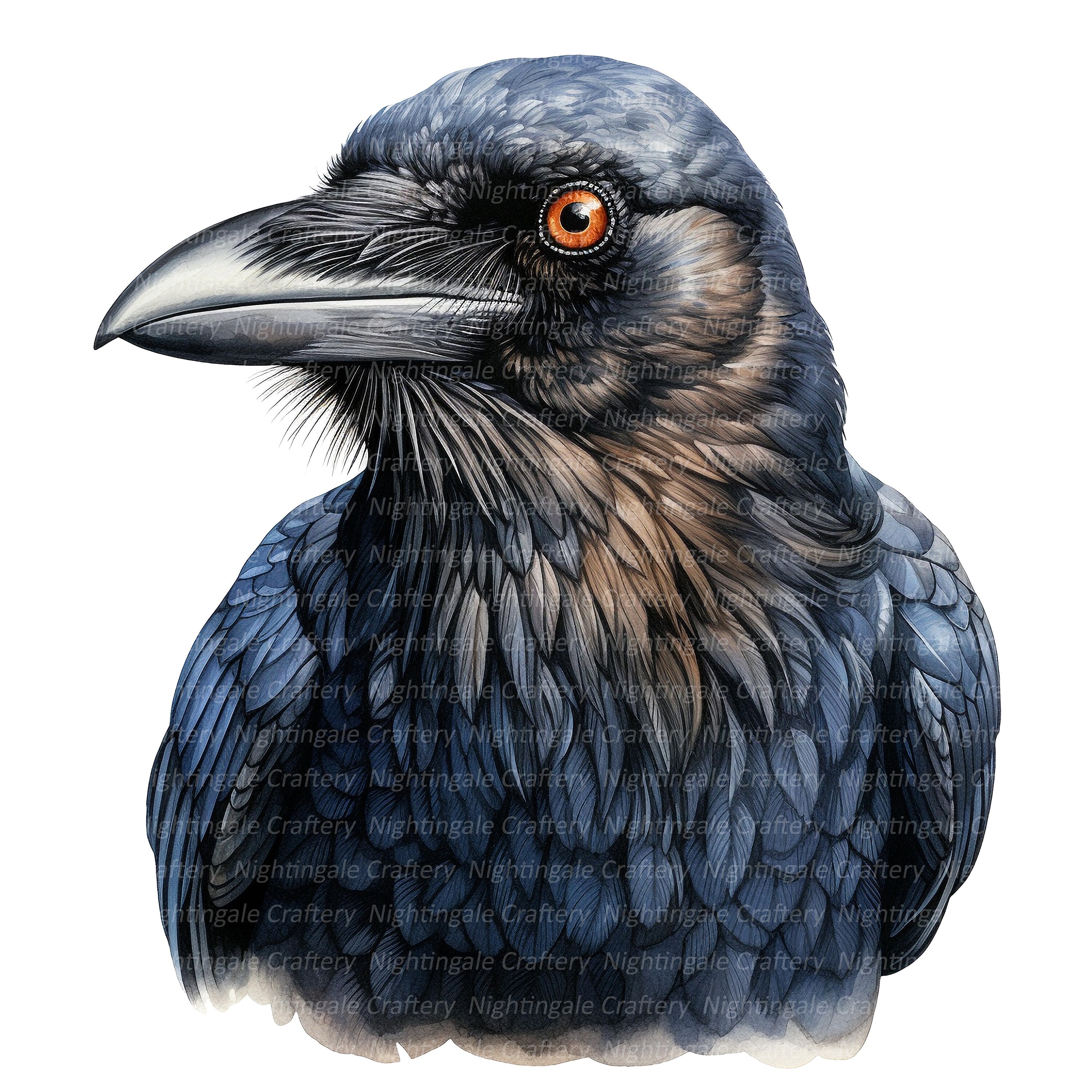 12 Common Raven Crow Clipart Crow Close Up Printable - Etsy