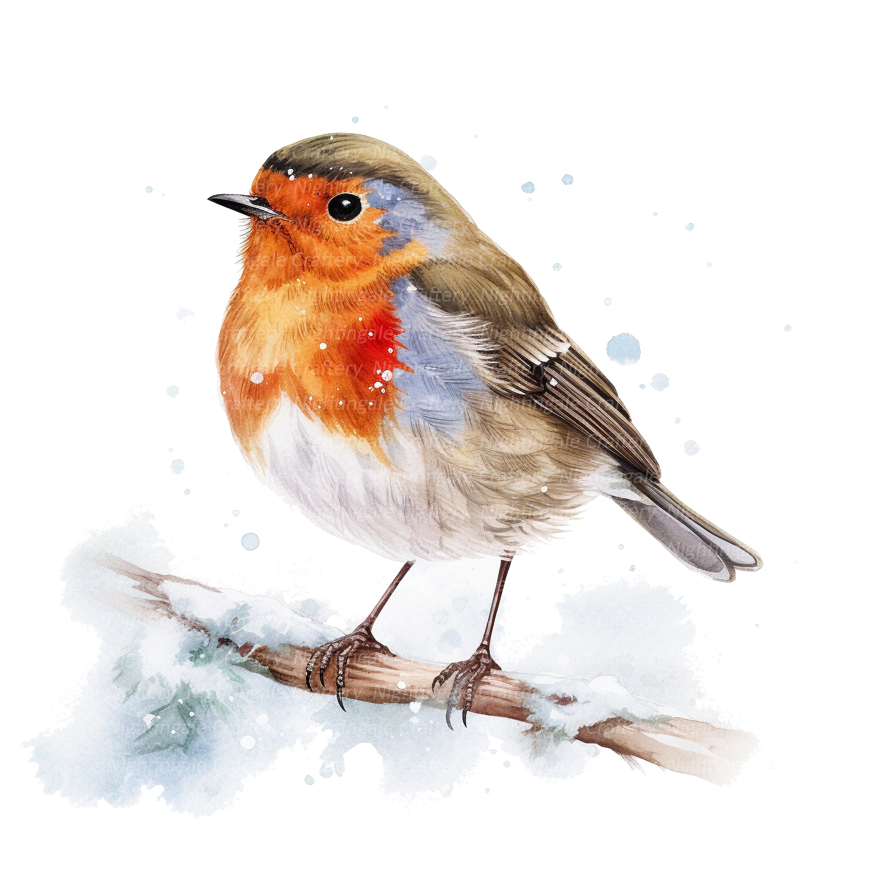 10 Christmas Robin Clipart, Printable Watercolor Clipart, High Quality ...