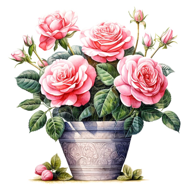 10 Roses in Pot Clipart, Pink Roses, Printable Watercolor Clipart ...