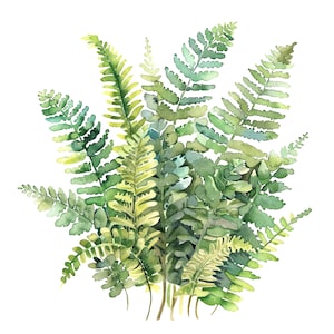 8 Clipart bouquet de fougères forestières, fougère Clipart, clipart aquarelle imprimable, PNG de haute qualité, téléchargement numérique, créations en papier, journaux indésirables