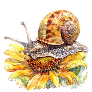 Puede incluir: Un caracol marr&oacute;n con una concha amarilla y marr&oacute;n arrastr&aacute;ndose sobre un girasol amarillo.
