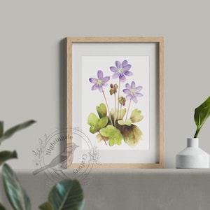 Hepatica nobilis, liverwort, purple hepatica print, anemone watercolor, Digital print, Hepatica illustration, floral print, Flowers Decor image 5