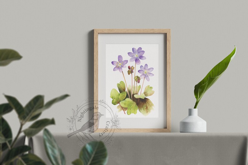 Hepatica nobilis, liverwort, purple hepatica print, anemone watercolor, Digital print, Hepatica illustration, floral print, Flowers Decor image 5