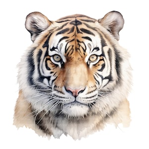 14 Tiger Clipart, Aquarell Tiger, druckbare Aquarell Clipart, 14 hochwertige JPGs, digitaler Download, hohe Auflösung, Papiermodelle