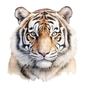 14 Tiger Clipart, Aquarell Tiger, druckbare Aquarell Clipart, 14 hochwertige JPGs, digitaler Download, hohe Auflösung, Papierhandwerk