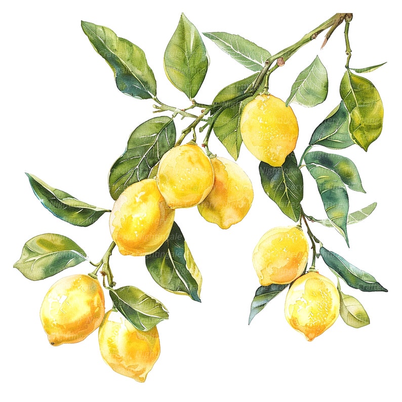 May include: A watercolor painting of a lemon tree branch with ripe yellow lemons hanging from the branches. The leaves are green and the lemons are a bright yellow.