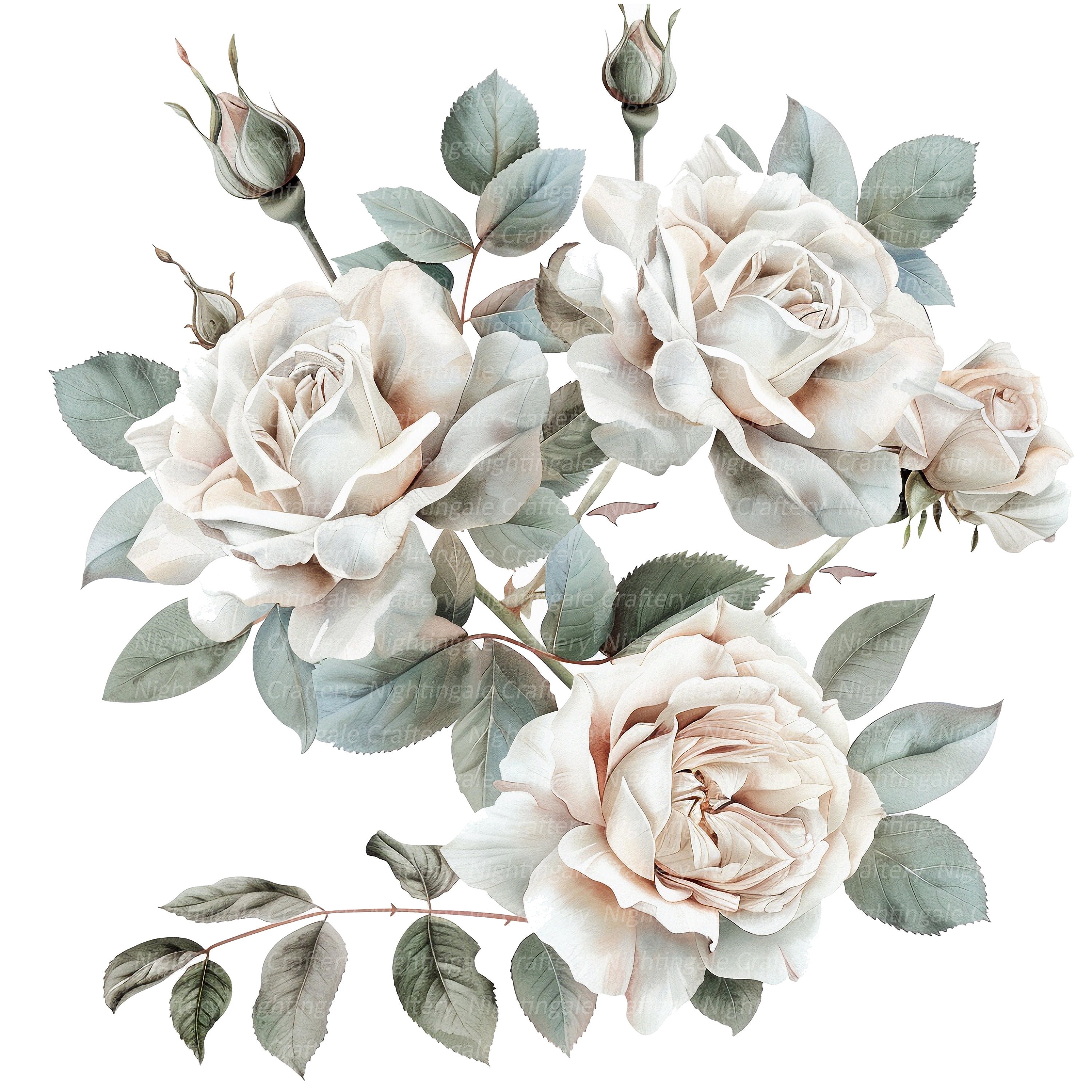 10 White Roses Clipart Set 2, Roses Bouquet, Printable Watercolor ...