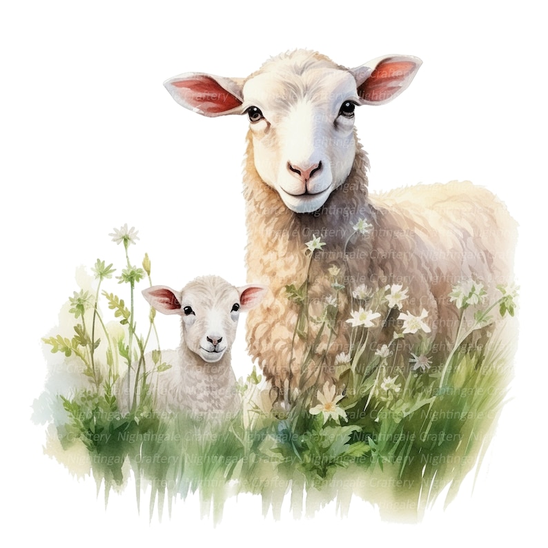 May include: A watercolor painting of a mother sheep and her lamb standing in a field of white flowers. The sheep are white with fluffy fur and have brown eyes. The flowers are surrounded by green grass.