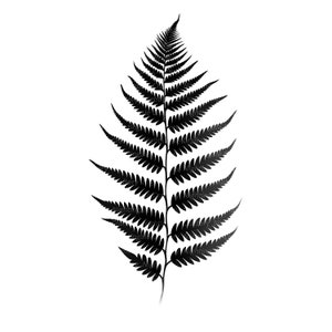 14 Clipart de feuilles de fougère forestière, tatouage de fougère, clipart aquarelle imprimable, JPG/PNG de haute qualité, téléchargement numérique, créations en papier, journaux indésirables